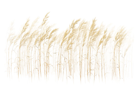 Study of a wild grass.  The work is a non-photographic digital painting.  Print: Pigment on premium gloss paper.  Framed size: 16x20 or 11x14 with double mat and Signature frame.